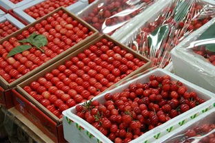 无锡朝阳农产品市场节前扫描 保障供应稳价格，科技赋能助安全