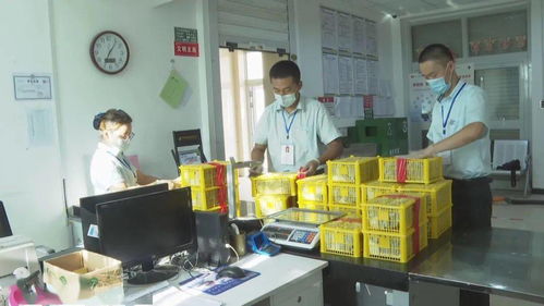 第五师双河市入选互联网农产品出村进城工程试点县，生活日用品电商迎来新机遇