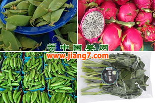 北美春节物资供应观察 农产品与日用品市场运行平稳