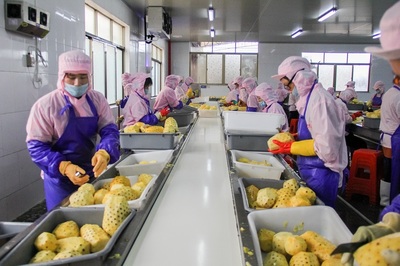 徐闻菠萝深加工前景阔！中国菠萝第一镇镇长 将为企业进驻提供优惠